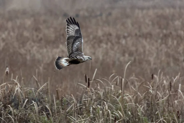 デルタ ブリティッシュ コロンビア州 カナダ 北アメリカでのラフな足の鷹 — ストック写真