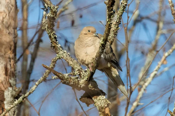 Trauernder Taubenvogel Richmond British Columbia Kanada Nordamerika — Stockfoto