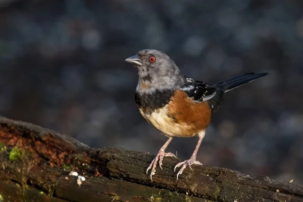 Manchado Towhee Con Cabeza Gris Richmond Columbia Británica Canadá América — Foto de Stock