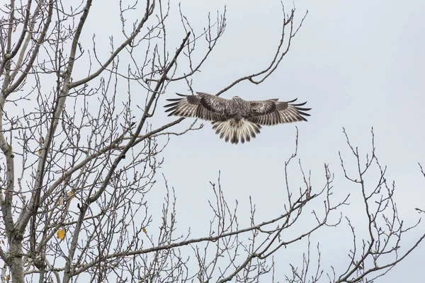 Falco Con Gambe Ruvide Delta British Columbia Canada Nord America — Foto Stock