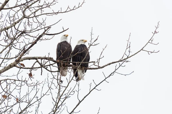 Een Kale Adelaar Delta British Columbia Canada Noord Amerikaanse — Stockfoto