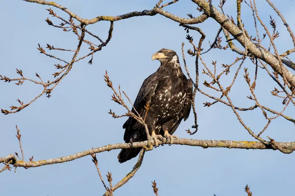 Junge Weißkopfseeadler Delta British Columbia Kanada Nordamerikanisch — Stockfoto