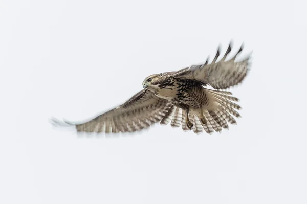 Rough Legged Hawk Delta British Columbia Canada North American — Stock Photo, Image