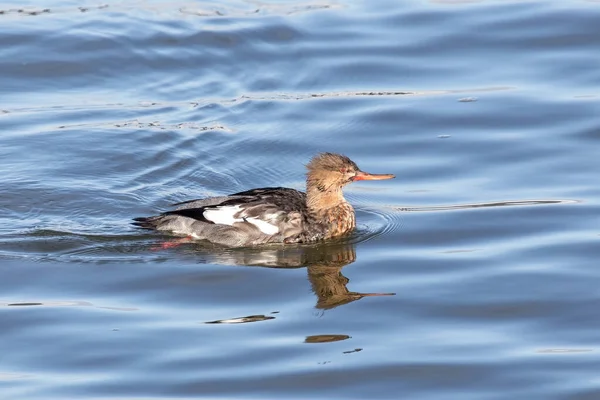 Vörös Mellű Merganser Delta British Columbiában Kanada Észak Amerika — Stock Fotó