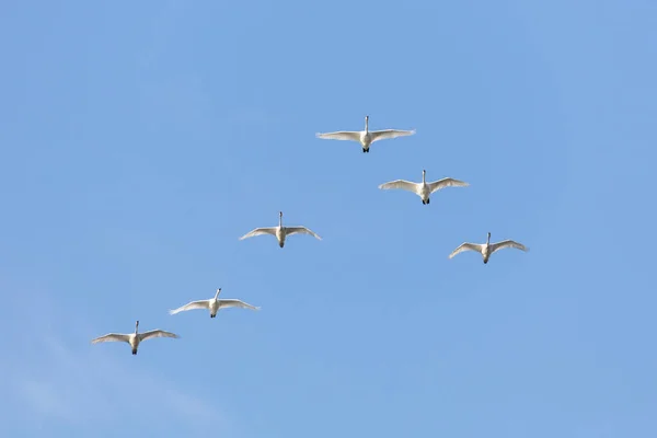 Flying Trumpeter Swan British Columbia Canada North American — Stock Photo, Image