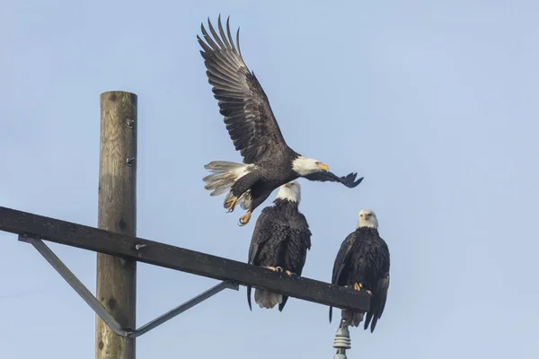 位于加拿大不列颠哥伦比亚省三角洲的一只电线杆上 秃鹰栖息在上面 — 图库照片
