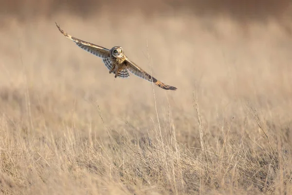 Hibou Des Marais Delta Colombie Britannique Canada Amérique Nord — Photo