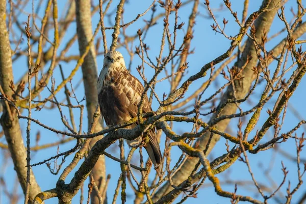 Falco Con Gambe Ruvide Delta British Columbia Canada Nord America — Foto Stock