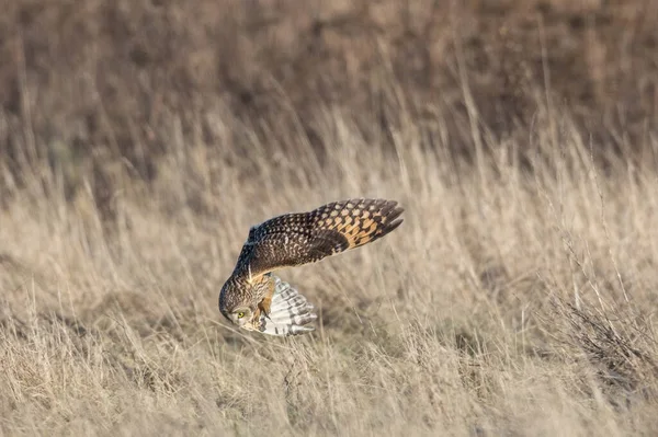 Short Eared Owl Delta British Columbia Canada North American — Stock Photo, Image