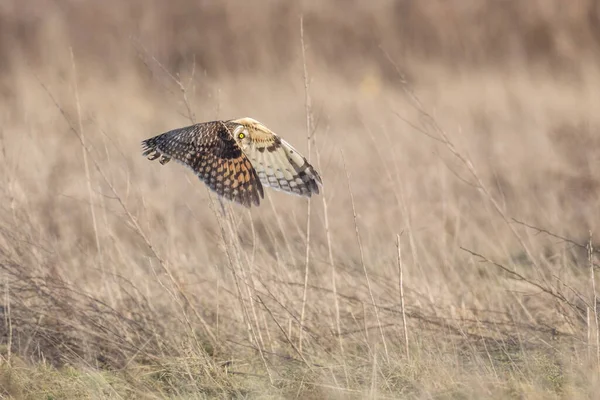 Hibou Des Marais Delta Colombie Britannique Canada Amérique Nord — Photo