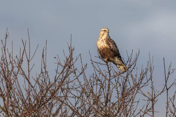 Raufußfalke Delta British Columbia Kanada Nordamerika — Stockfoto