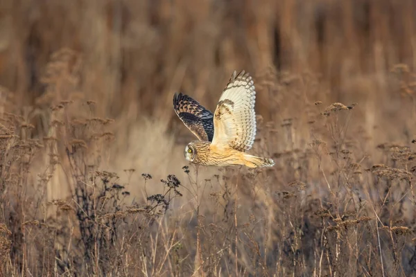 Short Eared Owl Delta British Columbia Canada North American — Stock Photo, Image