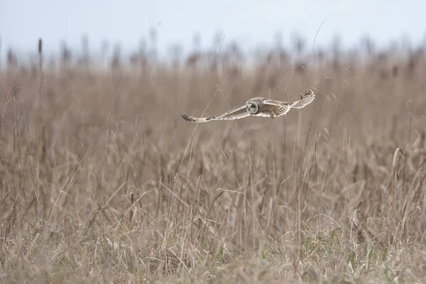 Hibou Des Marais Delta Colombie Britannique Canada Amérique Nord — Photo