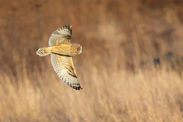 Hibou Des Marais Delta Colombie Britannique Canada Amérique Nord — Photo