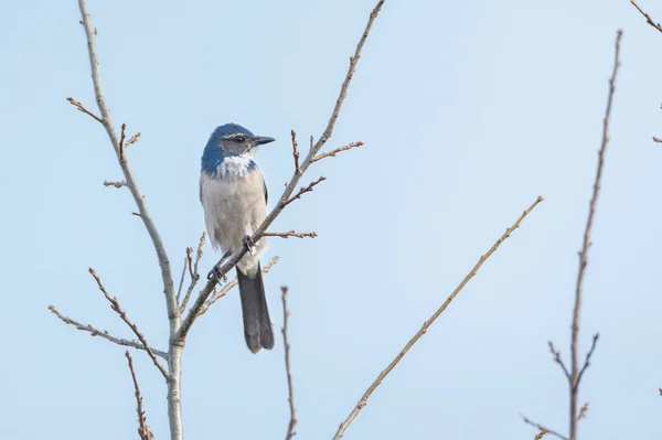 California Scrub Jay Delta British Columbia Canada Norteamérica —  Fotos de Stock