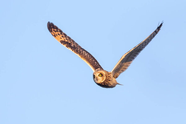 Short eared owl at Delta British Columbia,  Canada,  north american