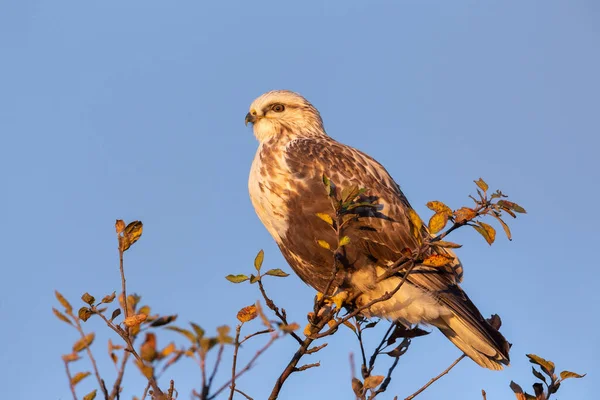 Rough Legged Hawk Delta British Columbia Canada North American — Stock Photo, Image