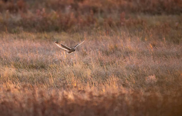 Kortörad Uggla Vid Delta British Columbia Kanada Nordamerika — Stockfoto