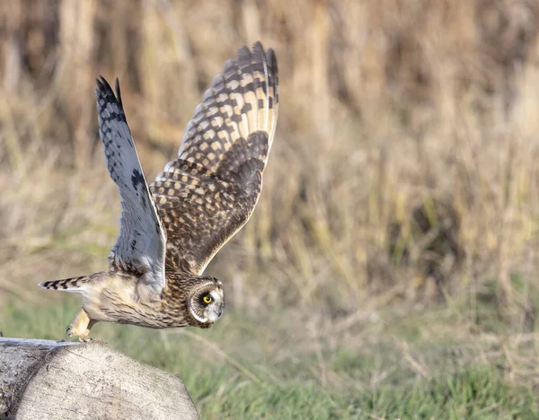 Kortörad Uggla Vid Delta British Columbia Kanada Nordamerika — Stockfoto