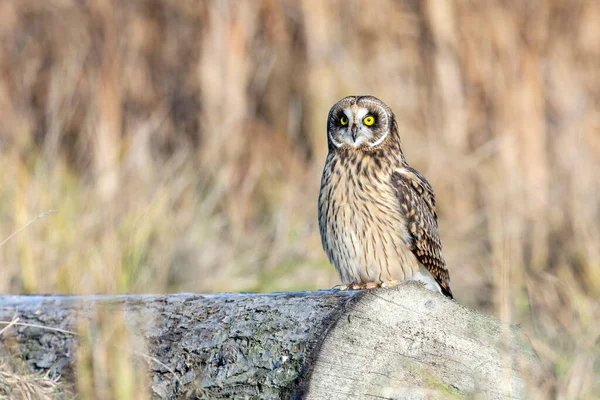 Delta British Columbia, Kanada, Kuzey Amerika 'da kısa kulaklı baykuş.