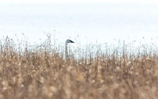 Trumpeter Swan Bianco Alla Columbia Britannica Canada Nord Americano — Foto Stock