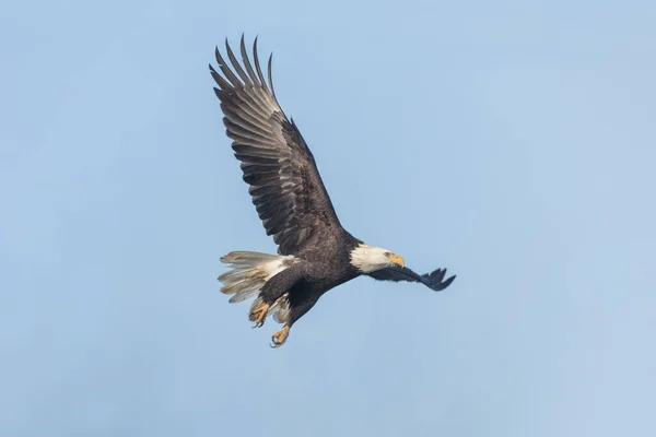 Flying Bald Eagle Delta British Columbia Canada North American Stock Snímky