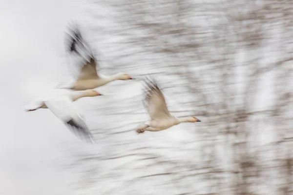 Fehér Liba Motion Elmosódott Közeli Jogdíjmentes Stock Fotók