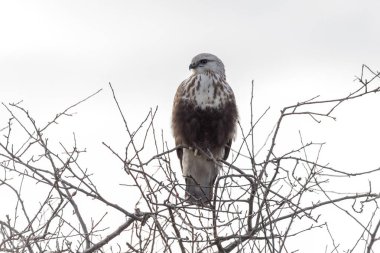 Britanya Kolombiya Kanada 'sında, Kuzey Amerika' da,