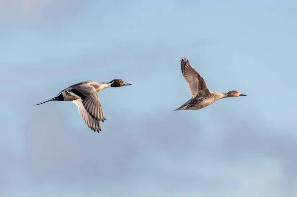 Flying Northern Pintail Duck British Columbia Canada North American — Stock Photo, Image