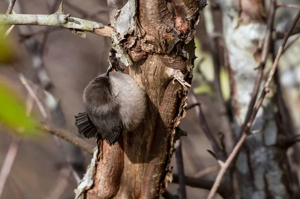 American Bushtit Bird British Columbia Canada North American — Fotografia de Stock