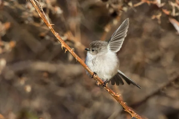 American Bushtit Bird British Columbia Canada North American — Fotografia de Stock