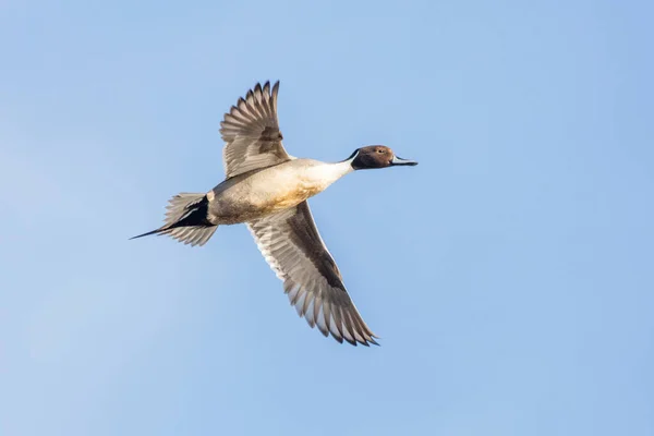 Terbang Bebek Pintail Utara British Columbia Kanada Amerika Utara — Stok Foto