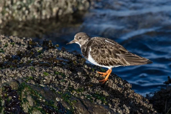 加拿大不列颠哥伦比亚省Ruddy Turnstone海岸鸟类 — 图库照片