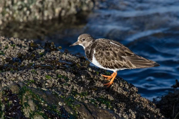 Oiseau Rivage Ruddy Turnstone Colombie Britannique Canada Nord Américain — Photo