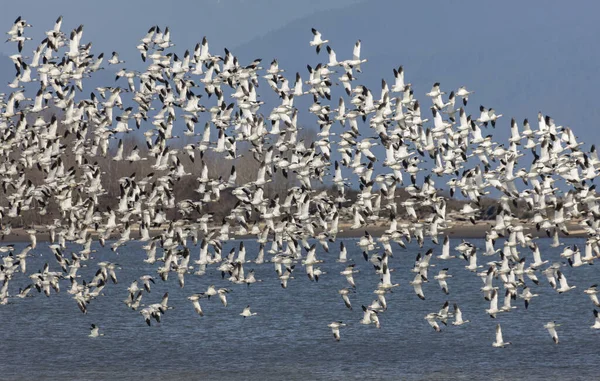 Flying Snow Goose British Columbia Canada North American — Stock Photo, Image