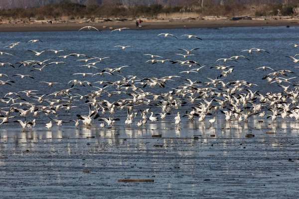 Flyger Snögås British Columbia Canada Nordamerikanska — Stockfoto