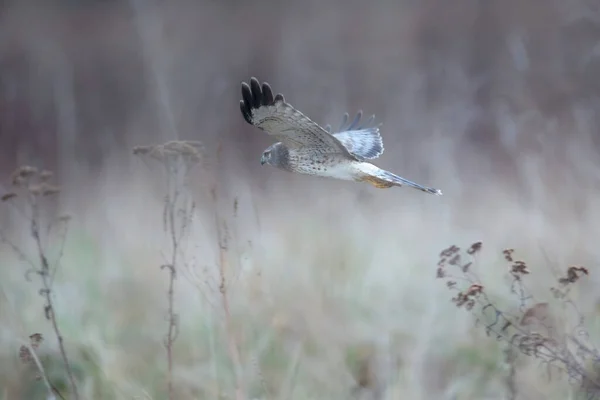 Létání Severní Harrier Britské Kolumbii Kanada Severní Amerika — Stock fotografie