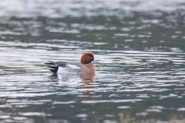 Pato Wigeon Eurasiano Colúmbia Britânica Canadá Norte Americano — Fotografia de Stock