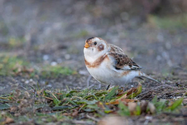 Snow Bunting Madár Brit Columbia Kanada Észak Amerikai — Stock Fotó