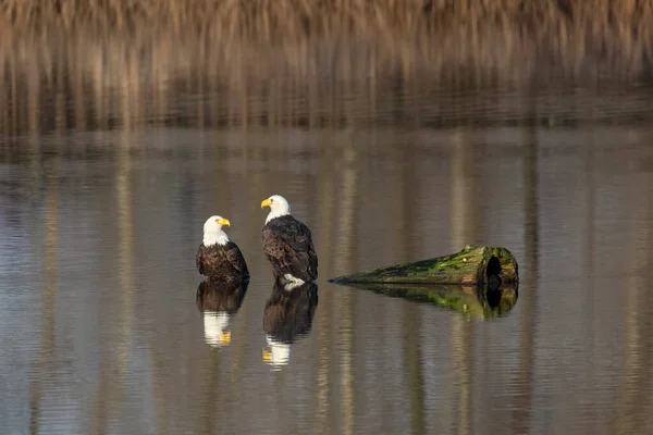 Een Paar Bald Eagle British Columbia Canada Noord Amerikaanse — Stockfoto