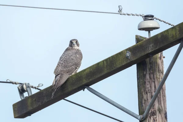 Volwassen Grijze Gyrfalcon Vogel Bij British Columbia Canada Noord Amerikaanse — Stockfoto