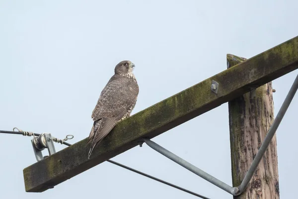 Ενήλικο Γκρίζο Πουλί Gyrfalcon Στο British Columbia Canada Βορειοαμερικανική — Φωτογραφία Αρχείου