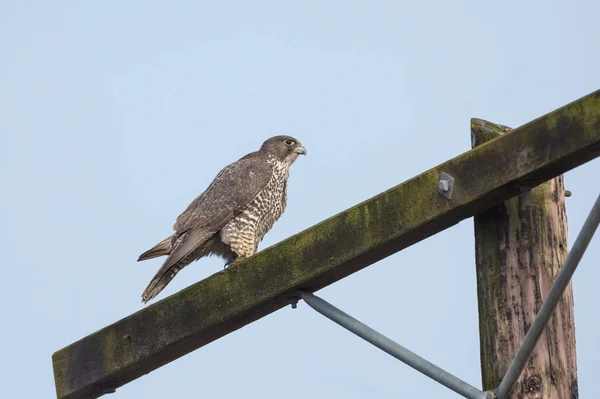 ブリティッシュ コロンビア カナダの成鳥 北アメリカ — ストック写真