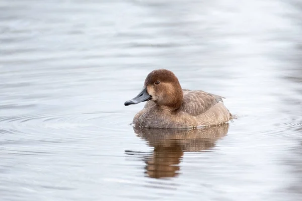 Female Redhead Duck British Columbia Canada North American — Stock Photo, Image