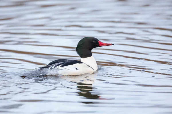 Common Merganser British Columbia Canada Nál Észak Amerikai — Stock Fotó