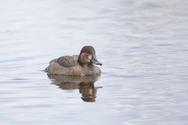 Kvinna Rödhårig Anka Vid British Columbia Canada Nordamerikansk — Stockfoto