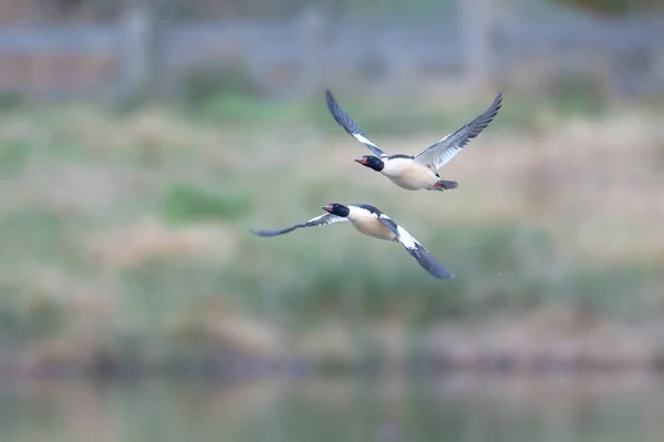 Flying Common Merganser British Columbia Canada North American — Stock Photo, Image