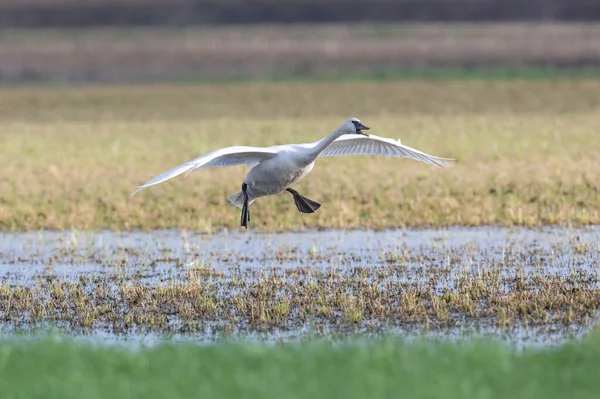 Trumpeter Swan Alla Columbia Britannica Canada Nord Americano — Foto Stock