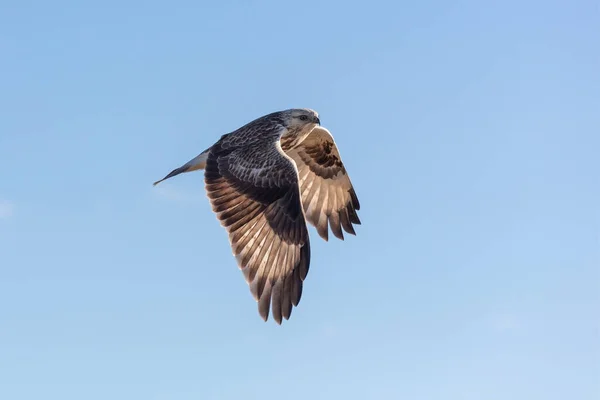 flying Rough legged Hawk at British Columbia Canada; north american