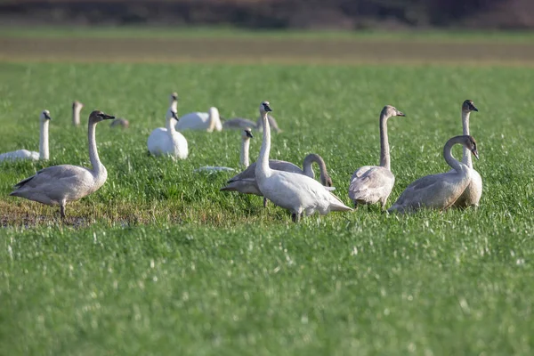 Trumpeter Swan Bianco Alla Columbia Britannica Canada Nord Americano — Foto Stock